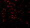 BCL2 Associated Athanogene 4 antibody, 2143, ProSci Inc, Immunofluorescence image 