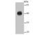 Erk1 antibody, NBP2-67303, Novus Biologicals, Western Blot image 