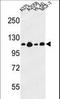 LAD-1 antibody, LS-C166918, Lifespan Biosciences, Western Blot image 