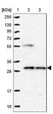 Nucleotide Binding Protein 2 antibody, NBP1-84533, Novus Biologicals, Western Blot image 