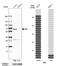 NAD-dependent malic enzyme, mitochondrial antibody, HPA008247, Atlas Antibodies, Western Blot image 