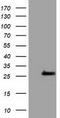 OTU Deubiquitinase, Ubiquitin Aldehyde Binding 2 antibody, TA501973S, Origene, Western Blot image 