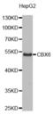 Chromobox protein homolog 6 antibody, abx004236, Abbexa, Western Blot image 