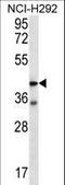 Proteinase-activated receptor 3 antibody, LS-C167890, Lifespan Biosciences, Western Blot image 