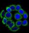 Albumin antibody, orb377911, Biorbyt, Immunofluorescence image 