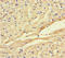 Follistatin Like 1 antibody, LS-C677989, Lifespan Biosciences, Immunohistochemistry paraffin image 