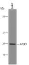 Folate Receptor Gamma antibody, AF5319, R&D Systems, Western Blot image 
