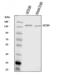 Potassium/sodium hyperpolarization-activated cyclic nucleotide-gated channel 4 antibody, A02235-1, Boster Biological Technology, Western Blot image 