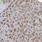 Family With Sequence Similarity 98 Member A antibody, NBP1-85086, Novus Biologicals, Immunohistochemistry frozen image 