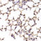 TSC22 Domain Family Member 3 antibody, LS-C334944, Lifespan Biosciences, Immunohistochemistry paraffin image 