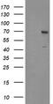 Sentrin-specific protease 2 antibody, CF504817, Origene, Western Blot image 