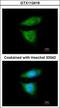 Cytoplasmic dynein 1 intermediate chain 2 antibody, GTX112419, GeneTex, Immunofluorescence image 