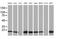 Destrin antibody, MA5-25472, Invitrogen Antibodies, Western Blot image 