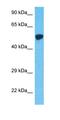 Heme Oxygenase 2 antibody, orb331582, Biorbyt, Western Blot image 