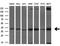 Serine Racemase antibody, GTX83567, GeneTex, Western Blot image 