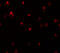 DAP3 Binding Cell Death Enhancer 1 antibody, 6919, ProSci, Immunofluorescence image 