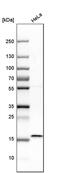 Ribosomal Protein Lateral Stalk Subunit P1 antibody, PA5-51913, Invitrogen Antibodies, Western Blot image 