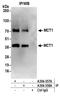 Monocarboxylate transporter 1 antibody, A304-357A, Bethyl Labs, Immunoprecipitation image 