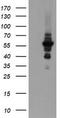 Diphthamide Biosynthesis 2 antibody, CF504834, Origene, Western Blot image 