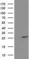 15-Hydroxyprostaglandin Dehydrogenase antibody, TA502451S, Origene, Western Blot image 