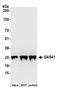YEATS domain-containing protein 4 antibody, A304-722A, Bethyl Labs, Western Blot image 