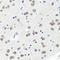 Discs Large MAGUK Scaffold Protein 1 antibody, orb374192, Biorbyt, Immunohistochemistry paraffin image 