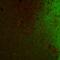 Choline acetyltransferase antibody, CHAT, Aves Labs, Immunofluorescence image 