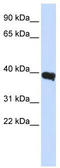 Pituitary-specific positive transcription factor 1 antibody, TA330245, Origene, Western Blot image 