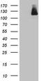 Helicard antibody, TA803670, Origene, Western Blot image 