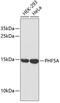 PHD finger-like domain-containing protein 5A antibody, 18-608, ProSci, Western Blot image 