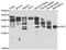 ELL Associated Factor 2 antibody, STJ29199, St John