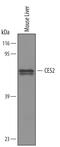 CES2 antibody, AF5280, R&D Systems, Western Blot image 