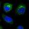Tumor Protein P53 Inducible Protein 11 antibody, NBP2-32593, Novus Biologicals, Immunofluorescence image 