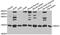 Defensin Alpha 1B antibody, A6897, ABclonal Technology, Western Blot image 