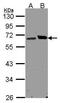 Ribophorin I antibody, PA5-27562, Invitrogen Antibodies, Western Blot image 