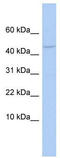 DNA dC->dU-editing enzyme APOBEC-3F antibody, TA345715, Origene, Western Blot image 