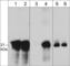 Caveolin 1 antibody, CM2811, ECM Biosciences, Western Blot image 