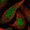 Cyclin Dependent Kinase Like 1 antibody, HPA065919, Atlas Antibodies, Immunocytochemistry image 