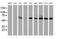 Cytochrome P450 Family 2 Subfamily B Member 6 antibody, MA5-25882, Invitrogen Antibodies, Western Blot image 