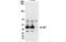 QKI, KH Domain Containing RNA Binding antibody, NB300-240, Novus Biologicals, Immunoprecipitation image 