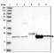 Cell division cycle protein 123 homolog antibody, HPA037830, Atlas Antibodies, Western Blot image 
