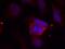 Protein Phosphatase 1 Regulatory Inhibitor Subunit 1B antibody, AP09490PU-S, Origene, Immunofluorescence image 