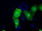 Sterol O-Acyltransferase 2 antibody, LS-C115257, Lifespan Biosciences, Immunofluorescence image 