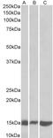 CD28 antibody, 42-448, ProSci, Western Blot image 