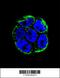 Villin Like antibody, 56-221, ProSci, Immunofluorescence image 