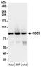 Conserved oligomeric Golgi complex subunit 3 antibody, NBP2-36540, Novus Biologicals, Western Blot image 