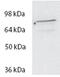 Spartin antibody, MBS422229, MyBioSource, Western Blot image 