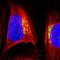 Golgi integral membrane protein 4 antibody, NBP1-91954, Novus Biologicals, Immunofluorescence image 