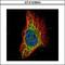 Ribosomal Protein S3 antibody, GTX103964, GeneTex, Immunofluorescence image 