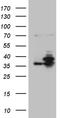 Protein Phosphatase 4 Catalytic Subunit antibody, TA810213, Origene, Western Blot image 